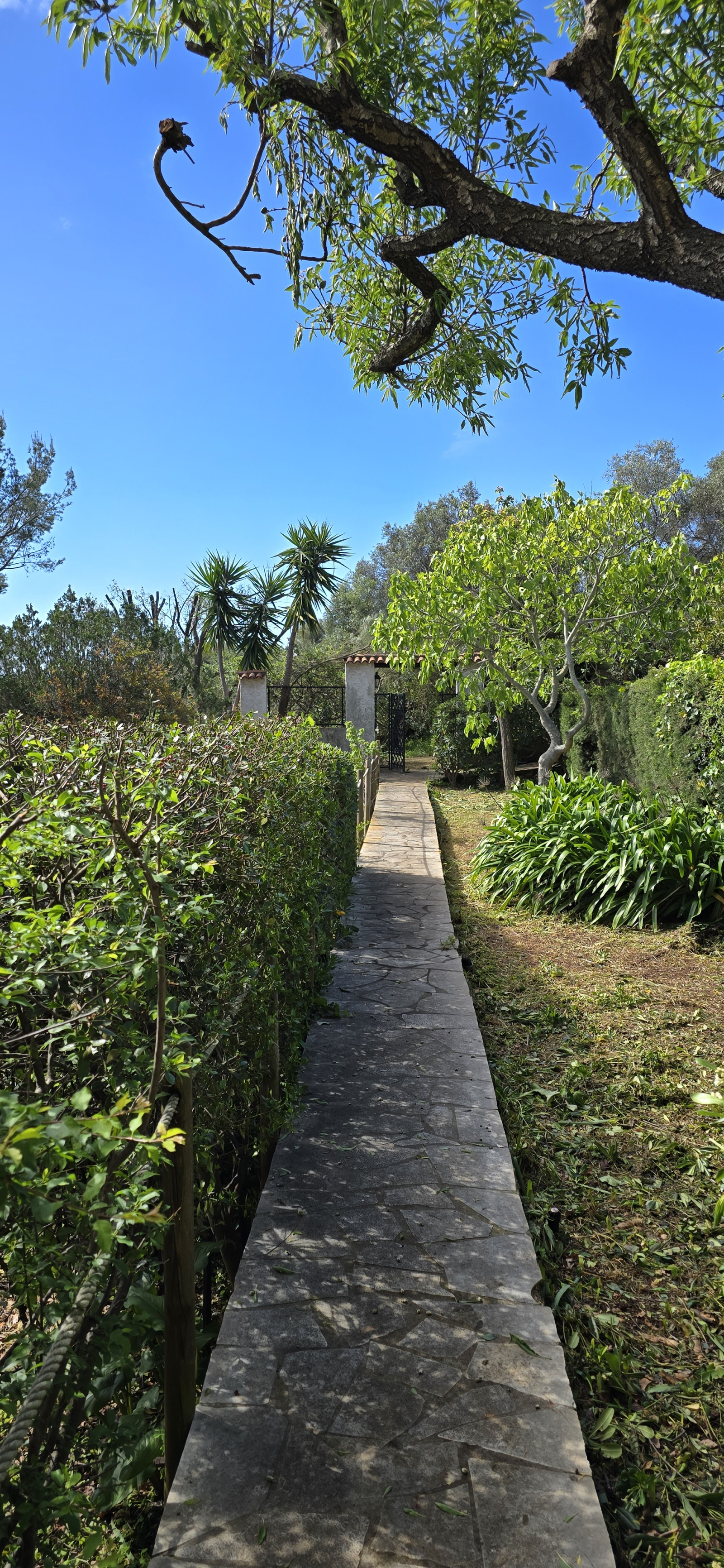 Image_, Rez de jardin, Nice, ref :rdjelt