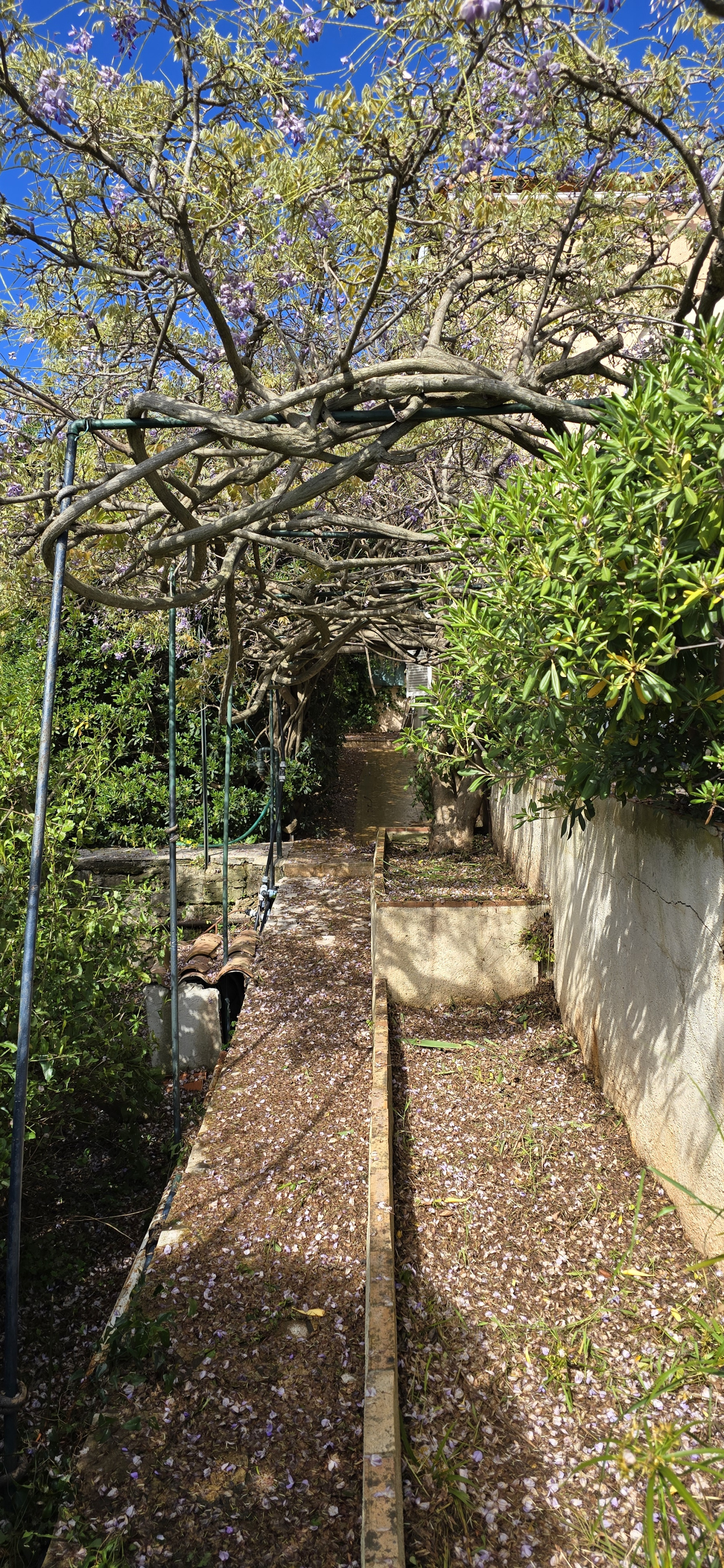 Image_, Rez de jardin, Nice, ref :rdjelt